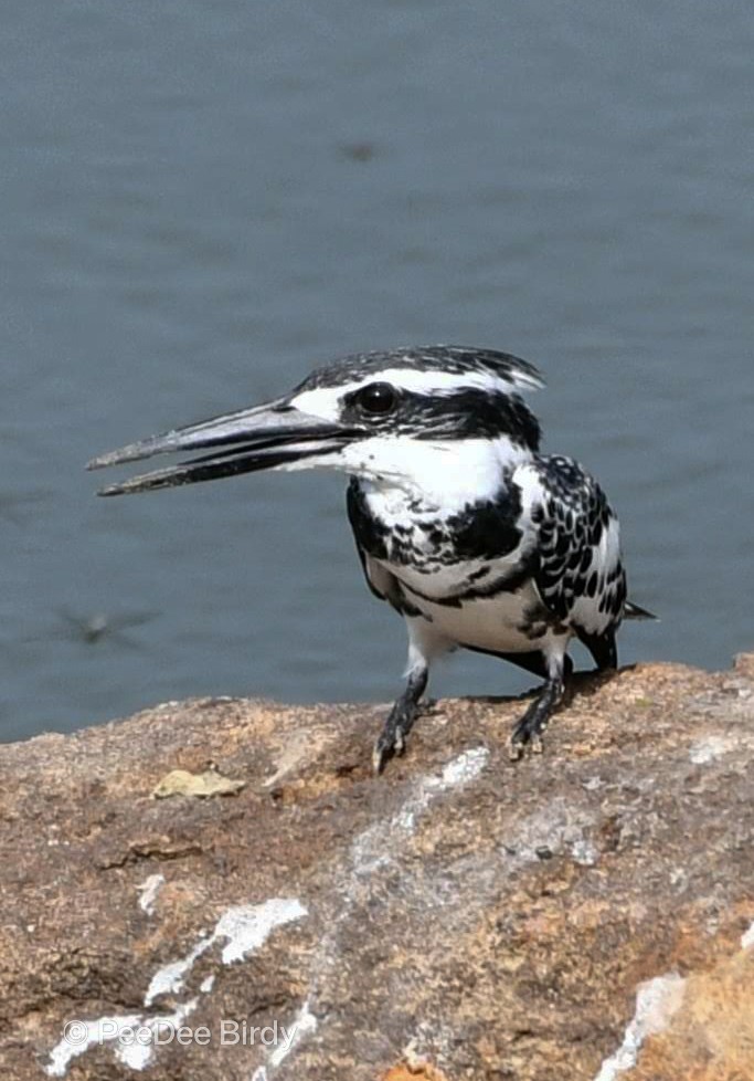 Graufischer - ML609039389