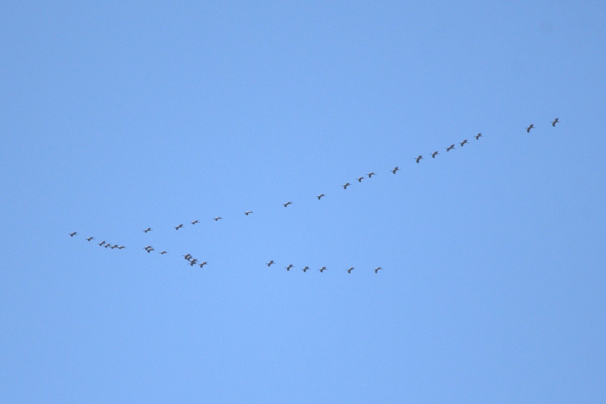 Demoiselle Crane - ML609039392