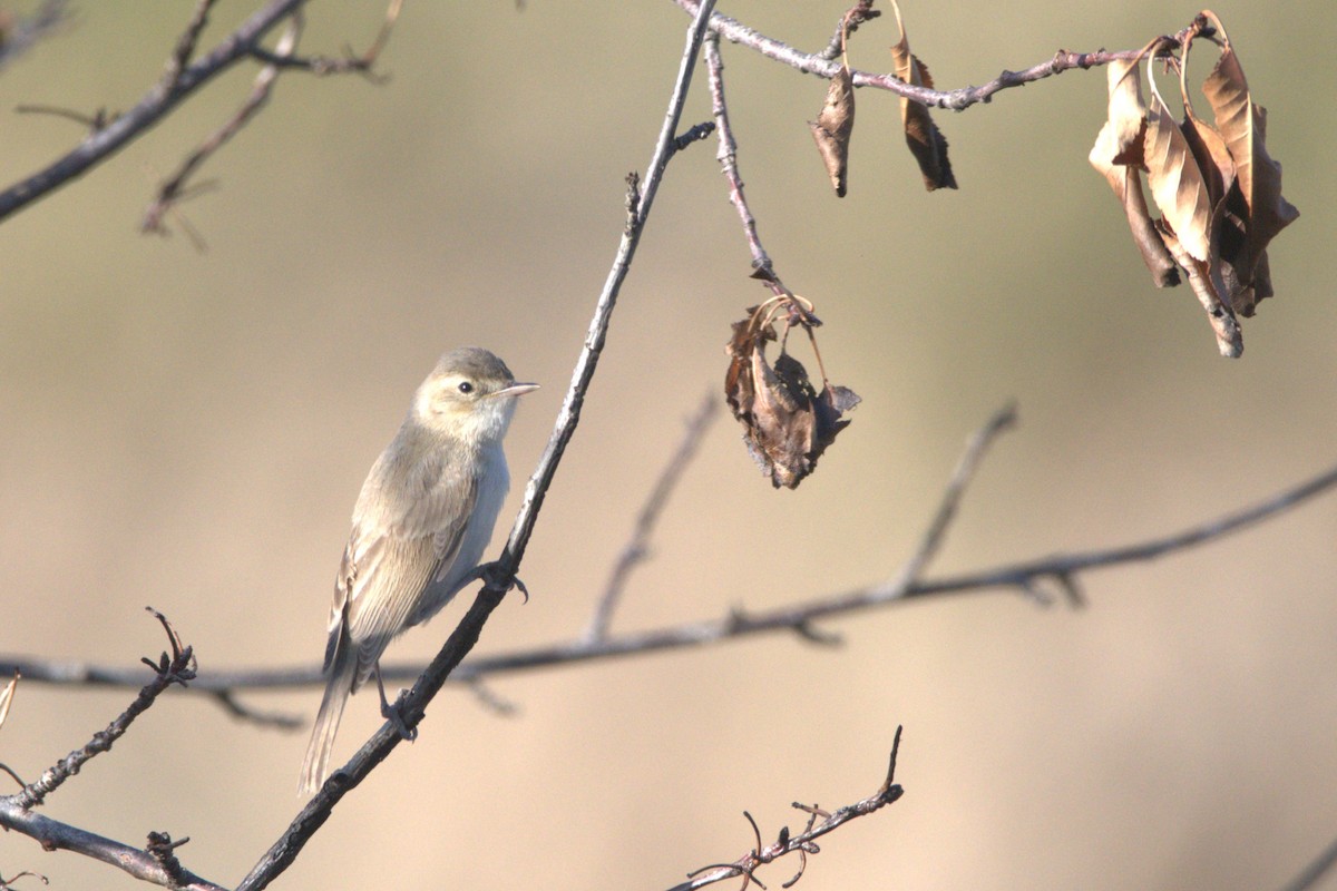 Booted Warbler - ML609039394