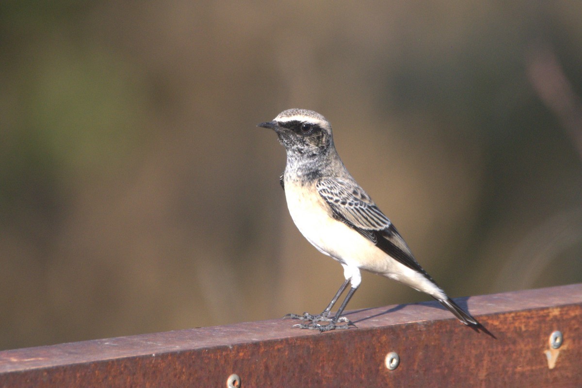 Desert Wheatear - ML609039396
