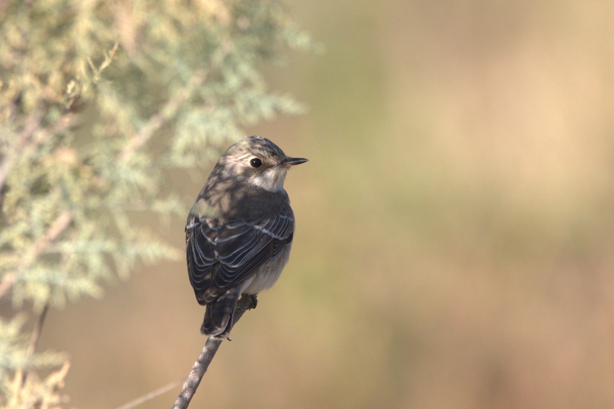 Spotted Flycatcher - ML609039426