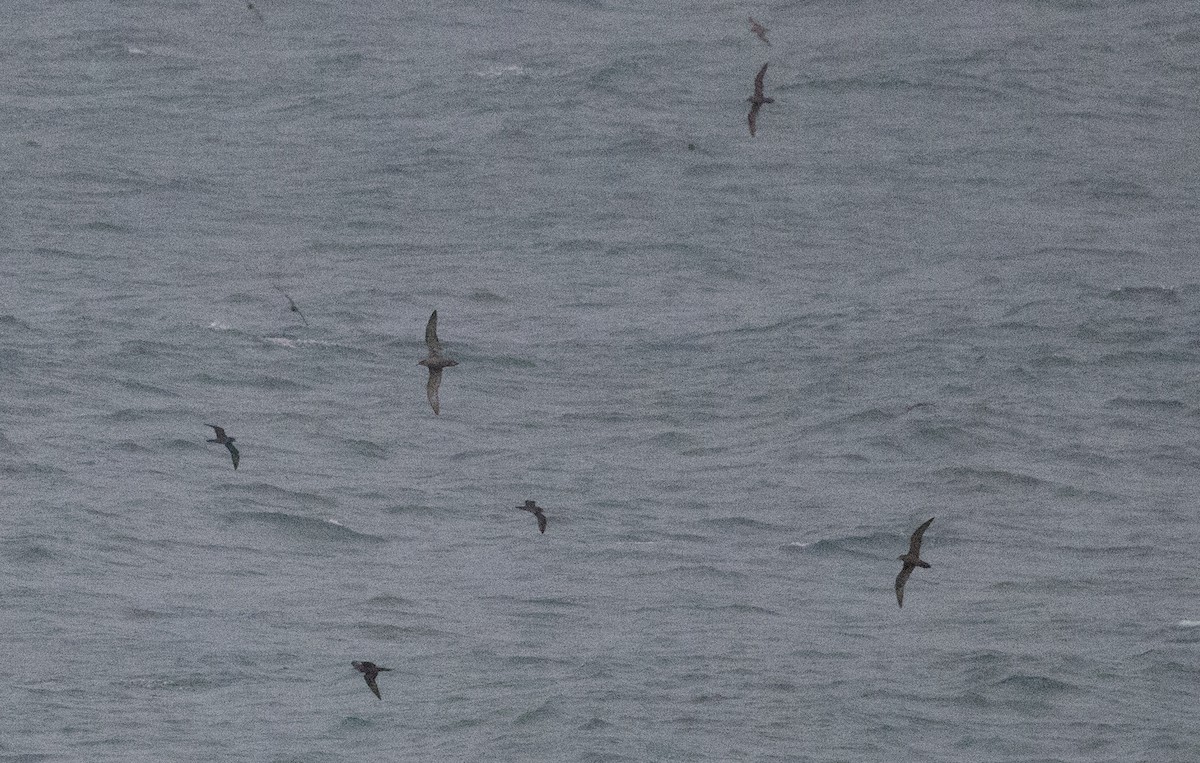 Wedge-tailed Shearwater - ML609039599