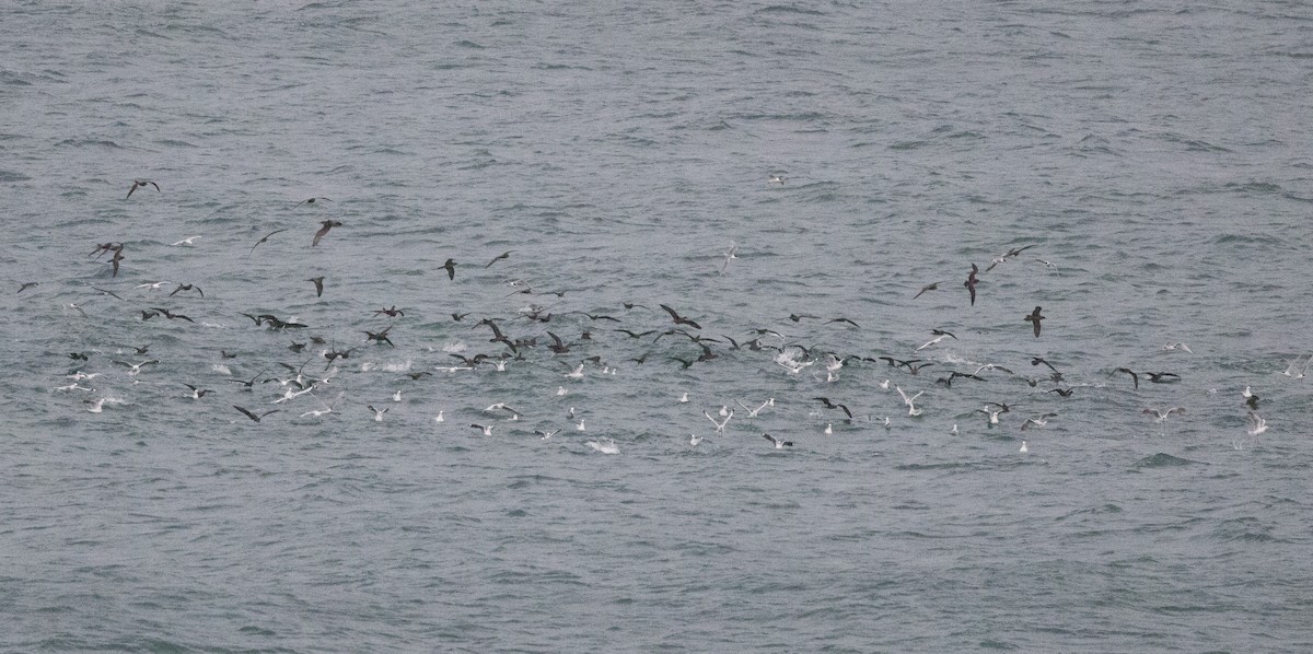 Wedge-tailed Shearwater - Chris Barnes