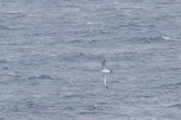 White-capped Albatross - ML609039691