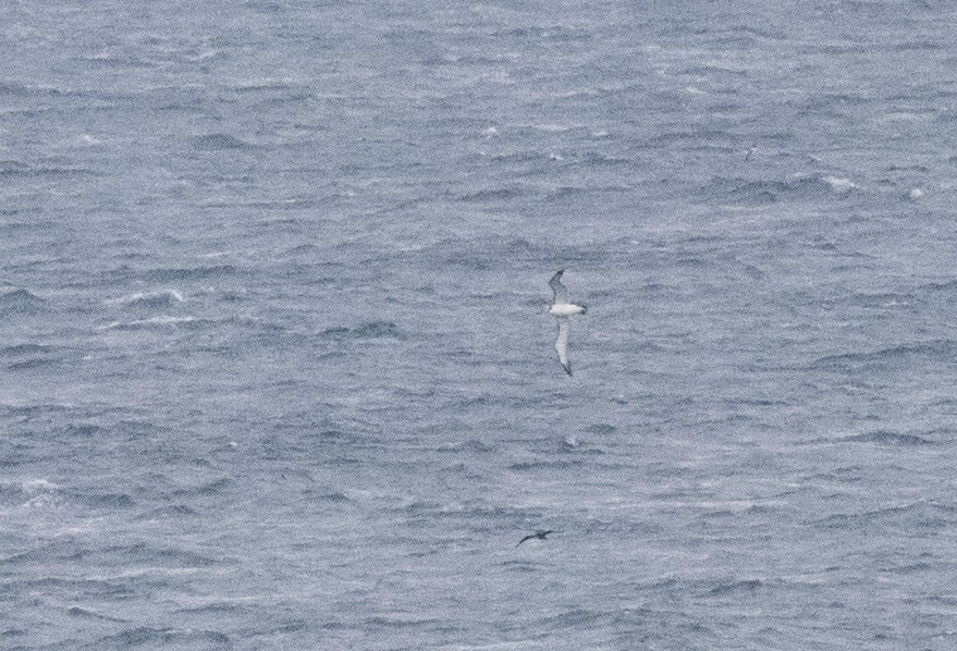 White-capped Albatross - ML609039692