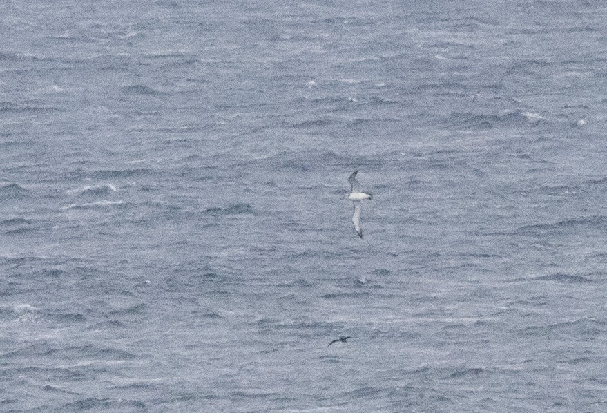 Tasmanalbatros - ML609039692