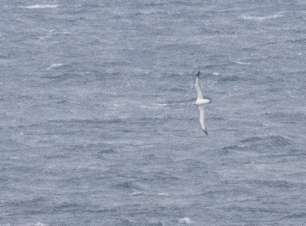 White-capped Albatross - ML609039693