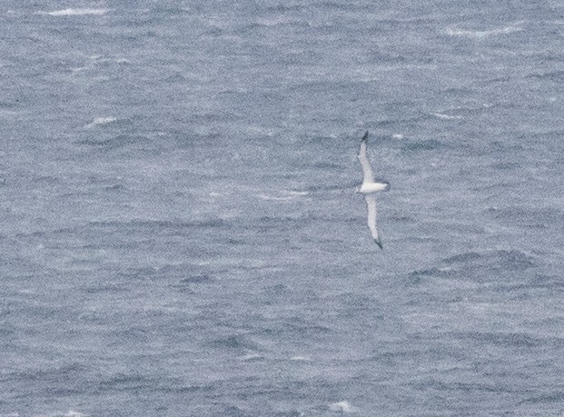 White-capped Albatross - Chris Barnes