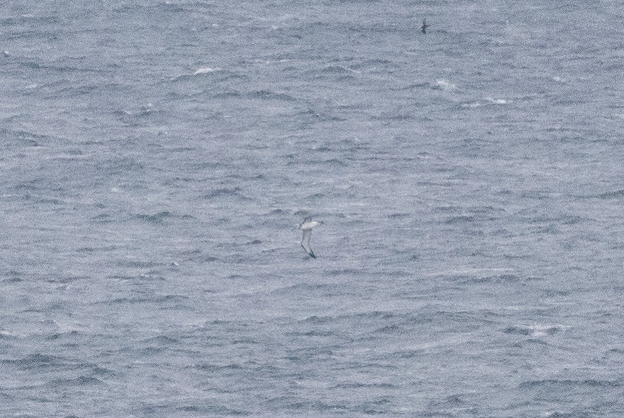White-capped Albatross - ML609039694