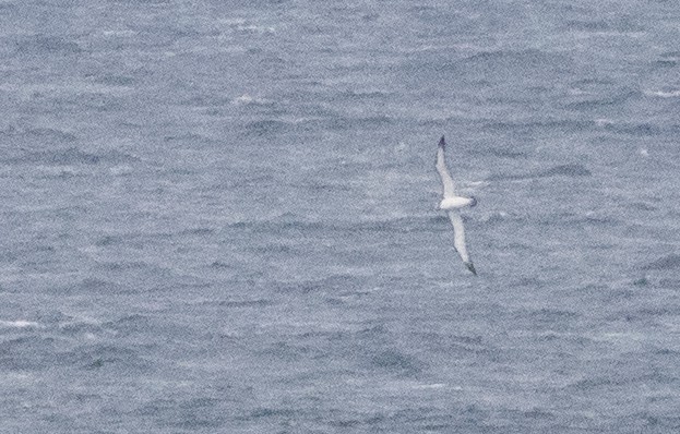 White-capped Albatross - ML609039695