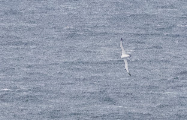 Tasmanalbatros - ML609039695