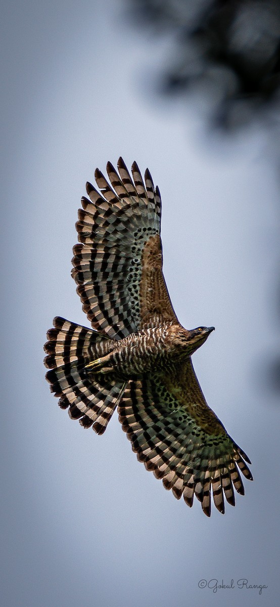 Águila de Ceilán - ML609039697