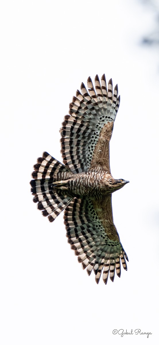 Legge's Hawk-Eagle - Gokul R