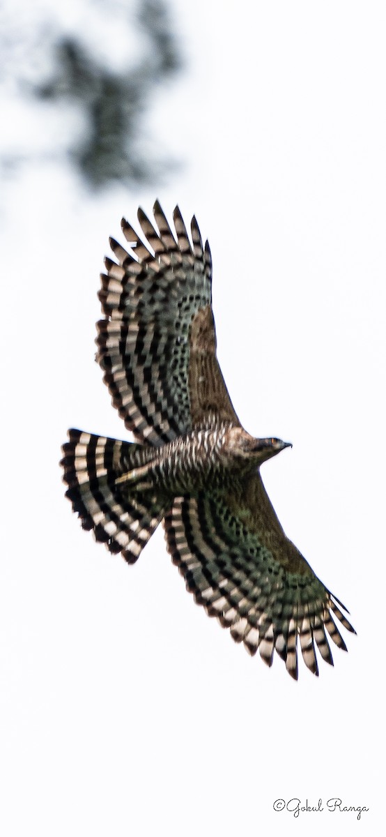 Legge's Hawk-Eagle - Gokul R