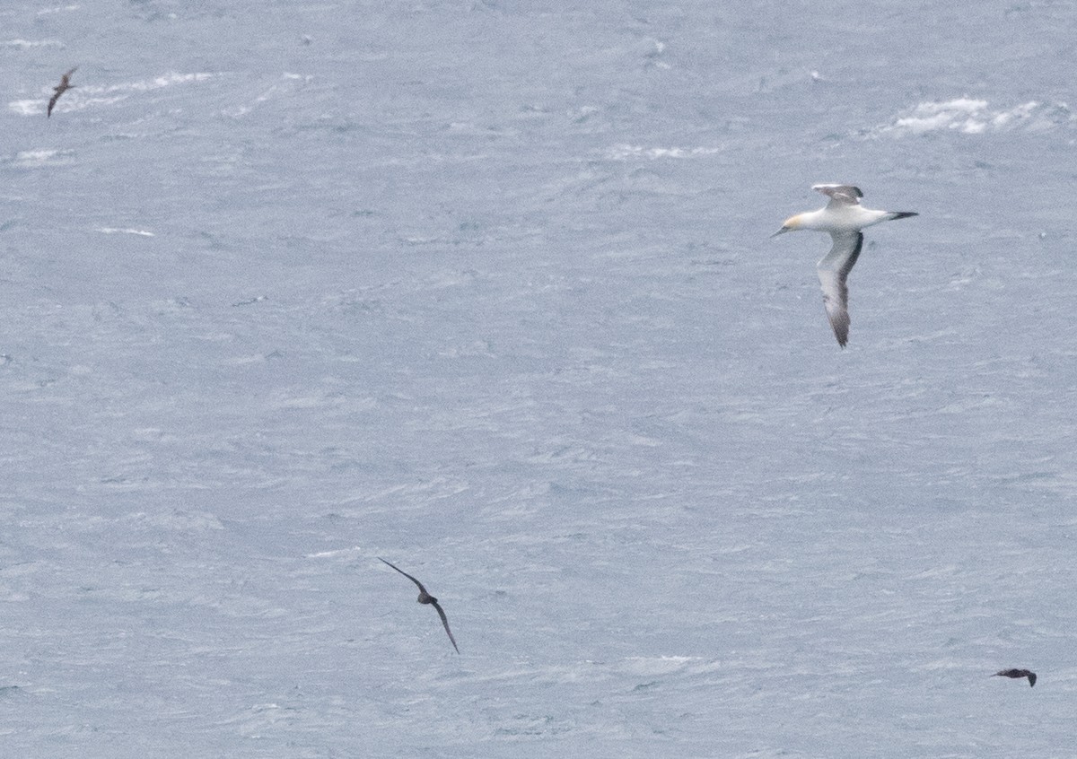 Australasian Gannet - ML609039702