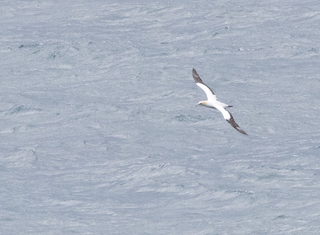 Australasian Gannet - ML609039703