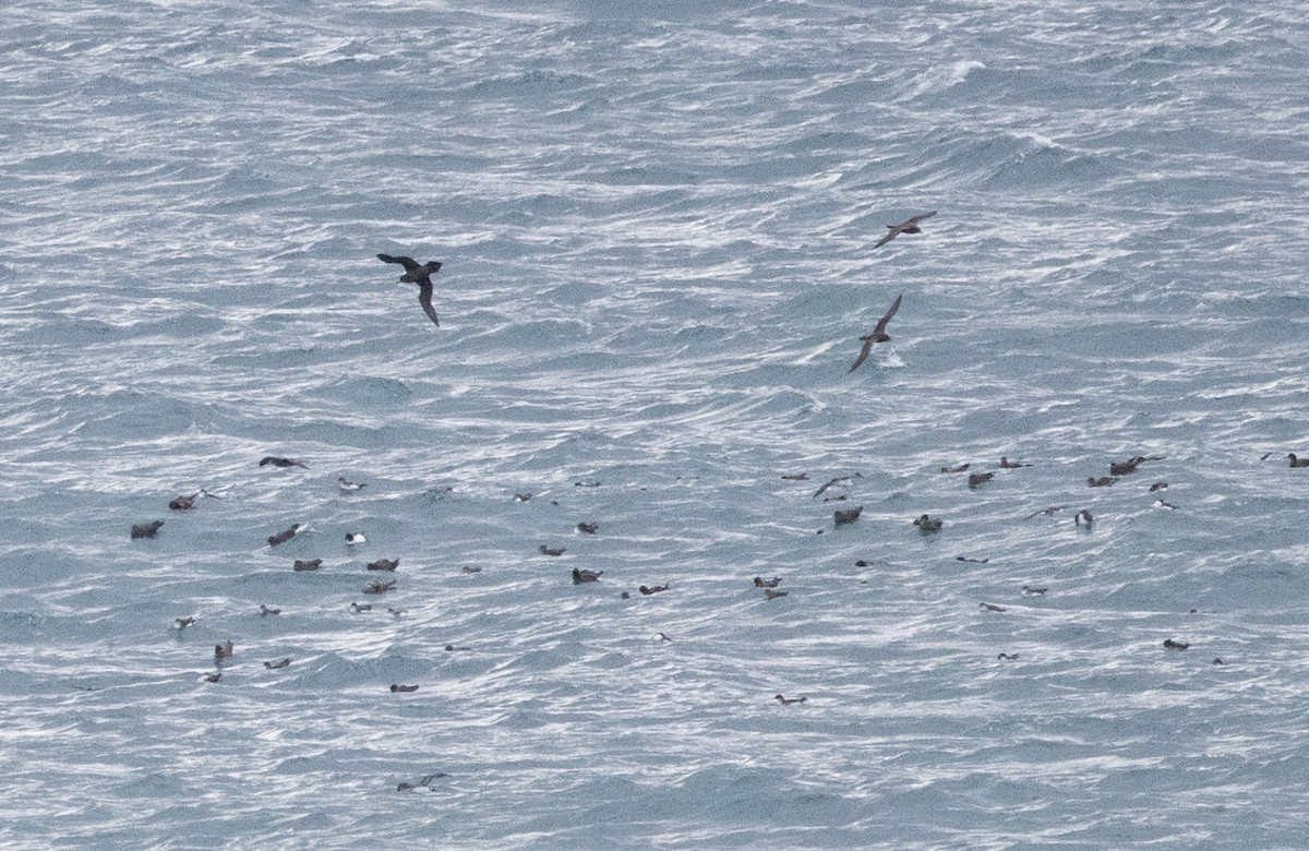 Wedge-tailed Shearwater - ML609039713