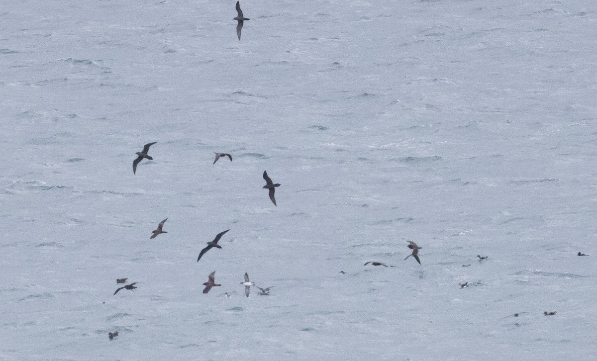 Wedge-tailed Shearwater - Chris Barnes