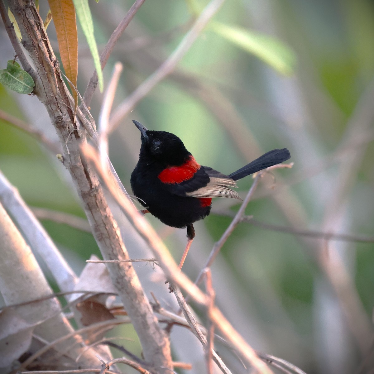 Red-backed Fairywren - ML609039723