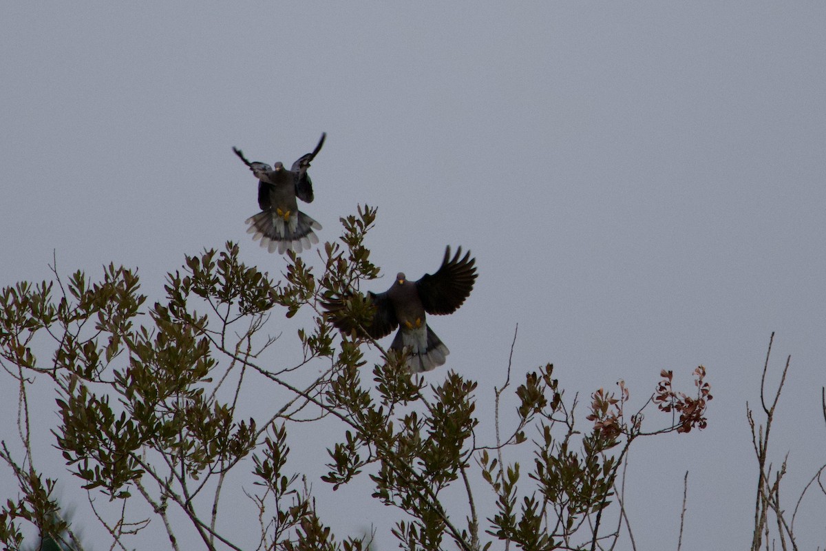 Band-tailed Pigeon - ML609039735