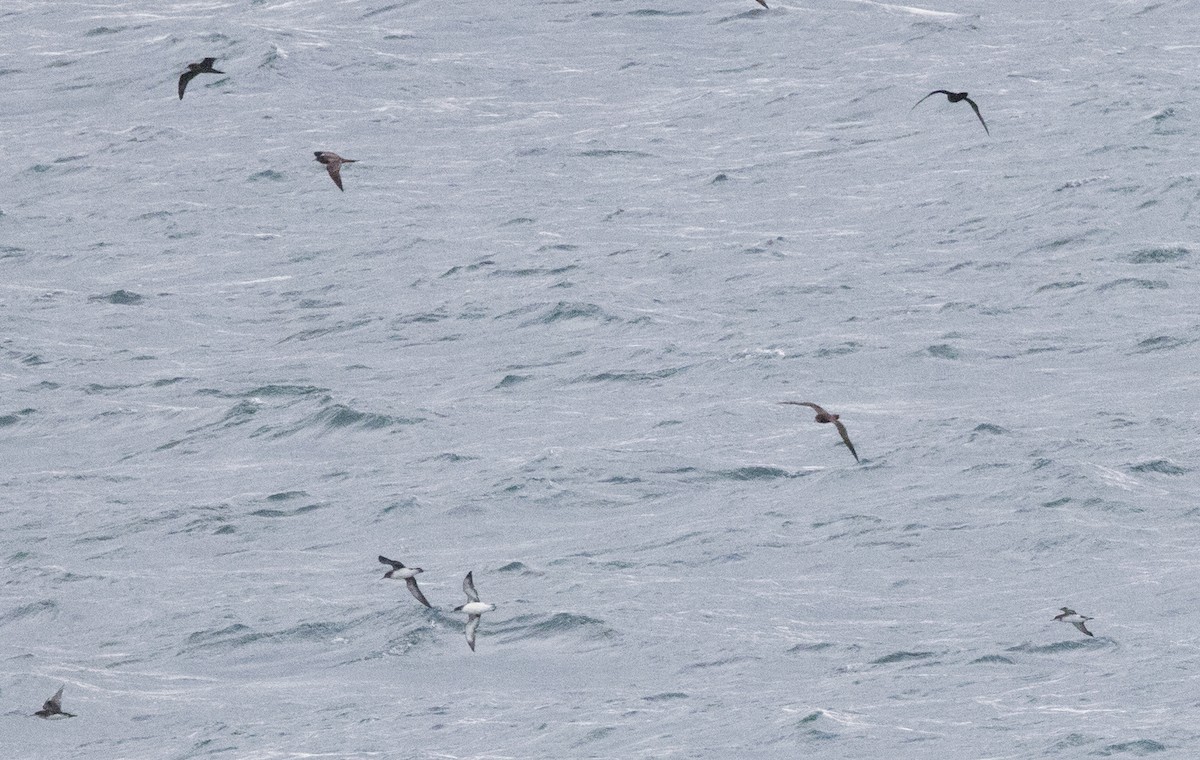 Hutton's Shearwater - Chris Barnes