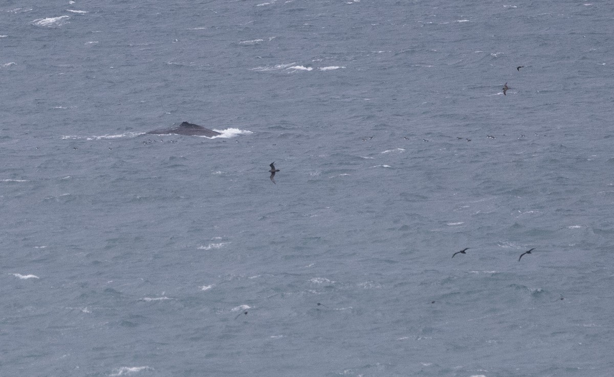 Wedge-tailed Shearwater - ML609039761