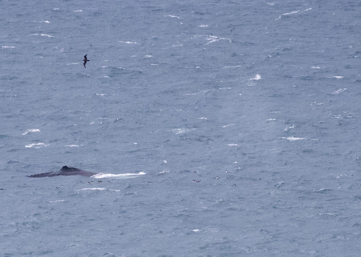 Wedge-tailed Shearwater - ML609039762