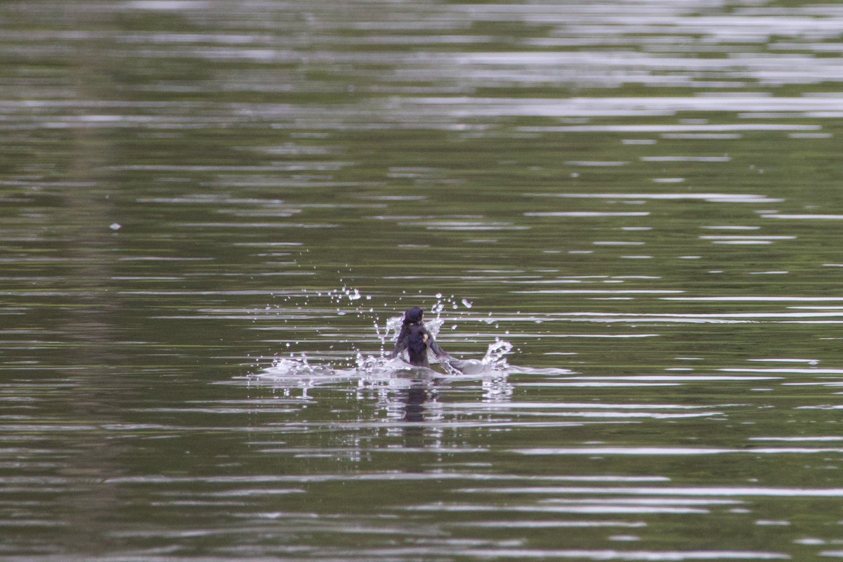 Barn Swallow - Anonymous