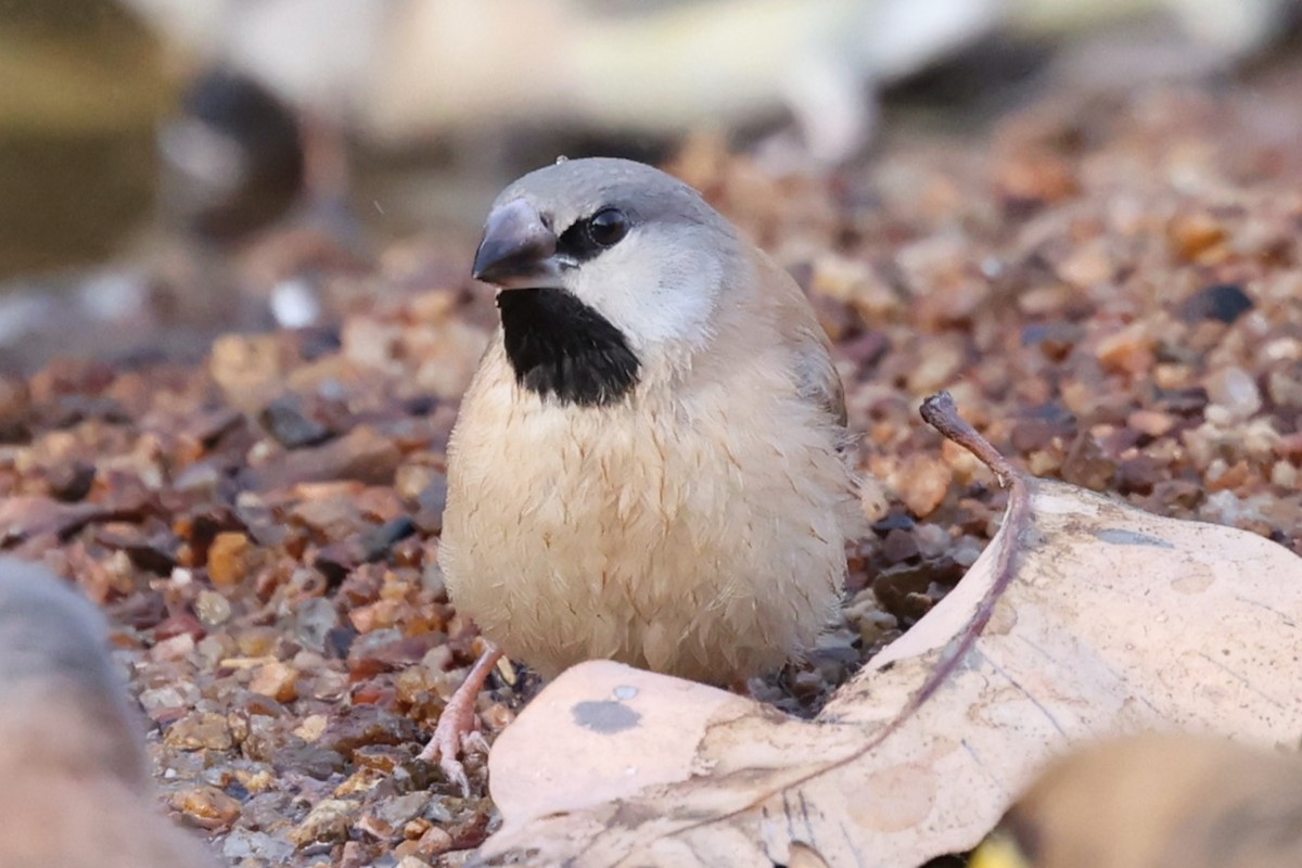 Long-tailed Finch - Luke Enright