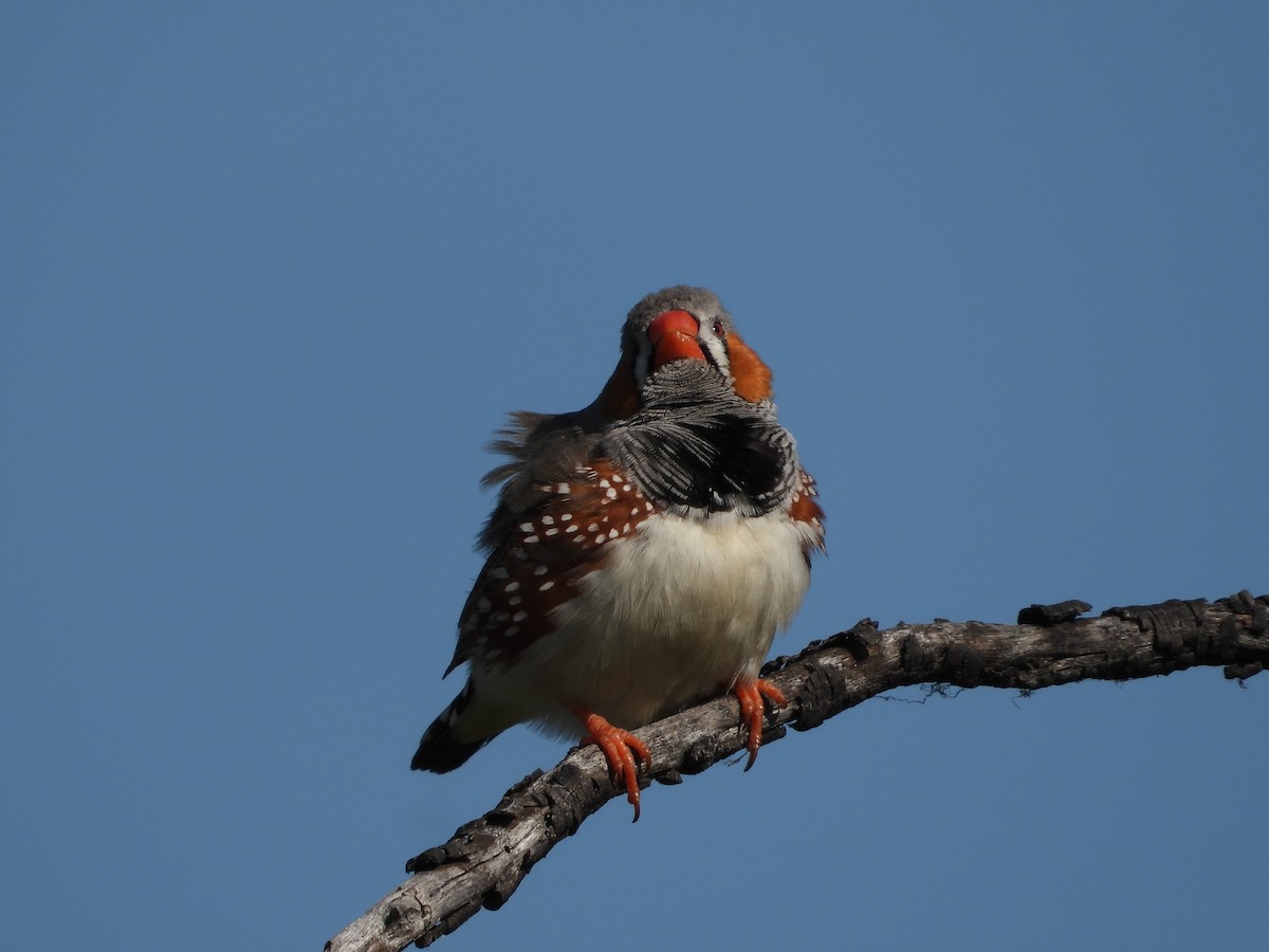 Zebra Finch - ML609039823