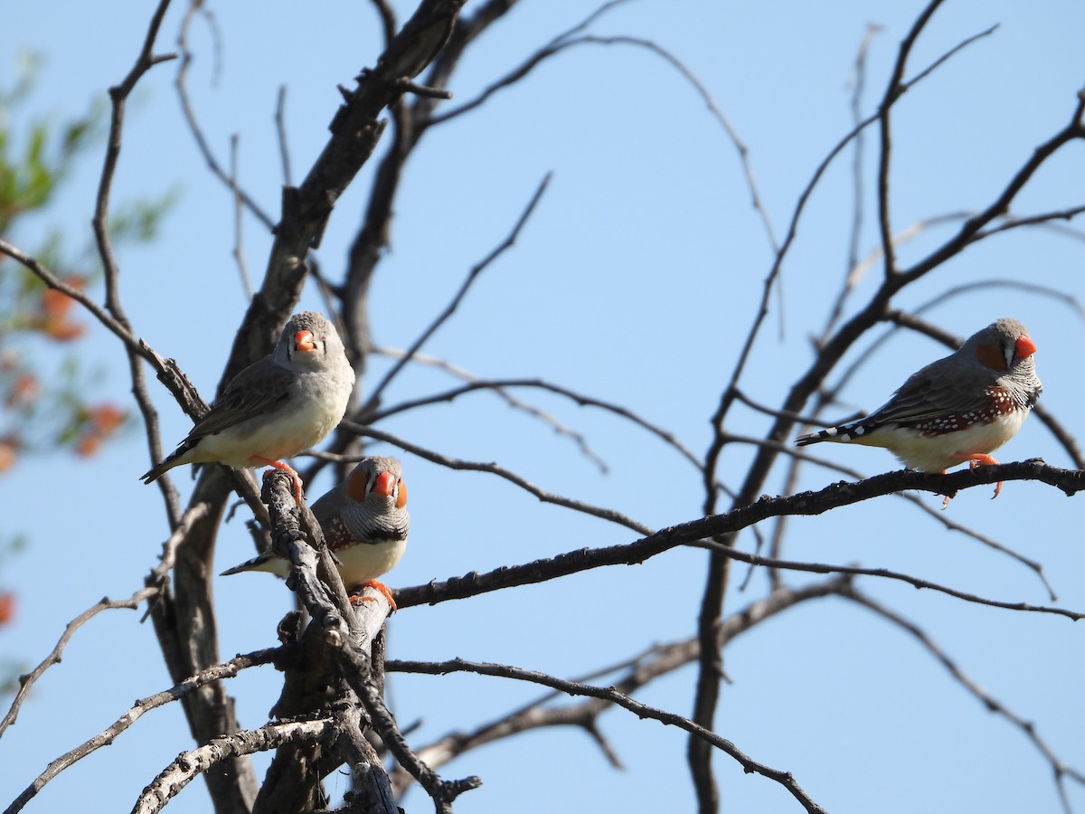 Zebra Finch - ML609039824