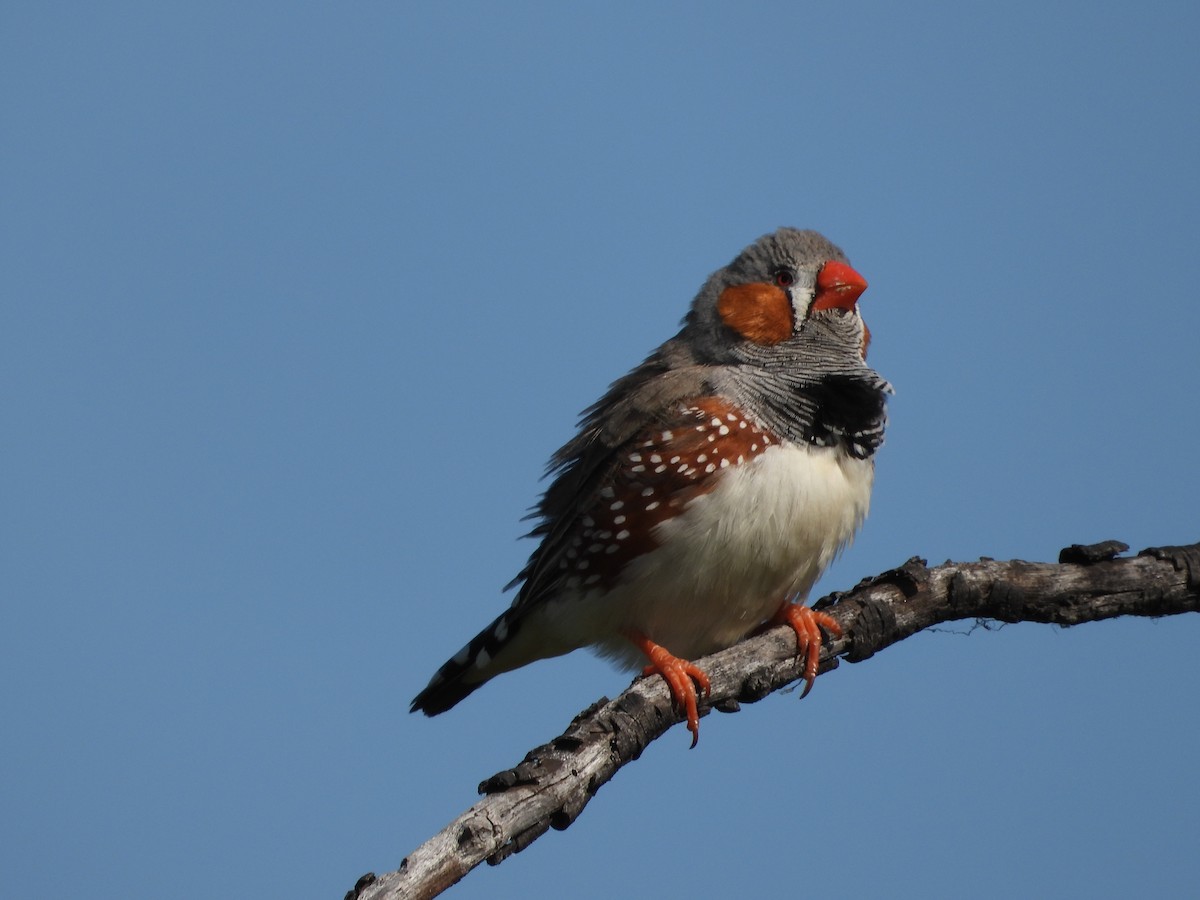 Zebra Finch - ML609039826