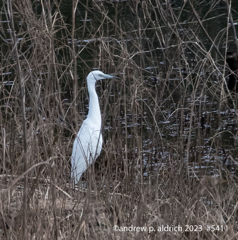 Little Blue Heron - ML609039837