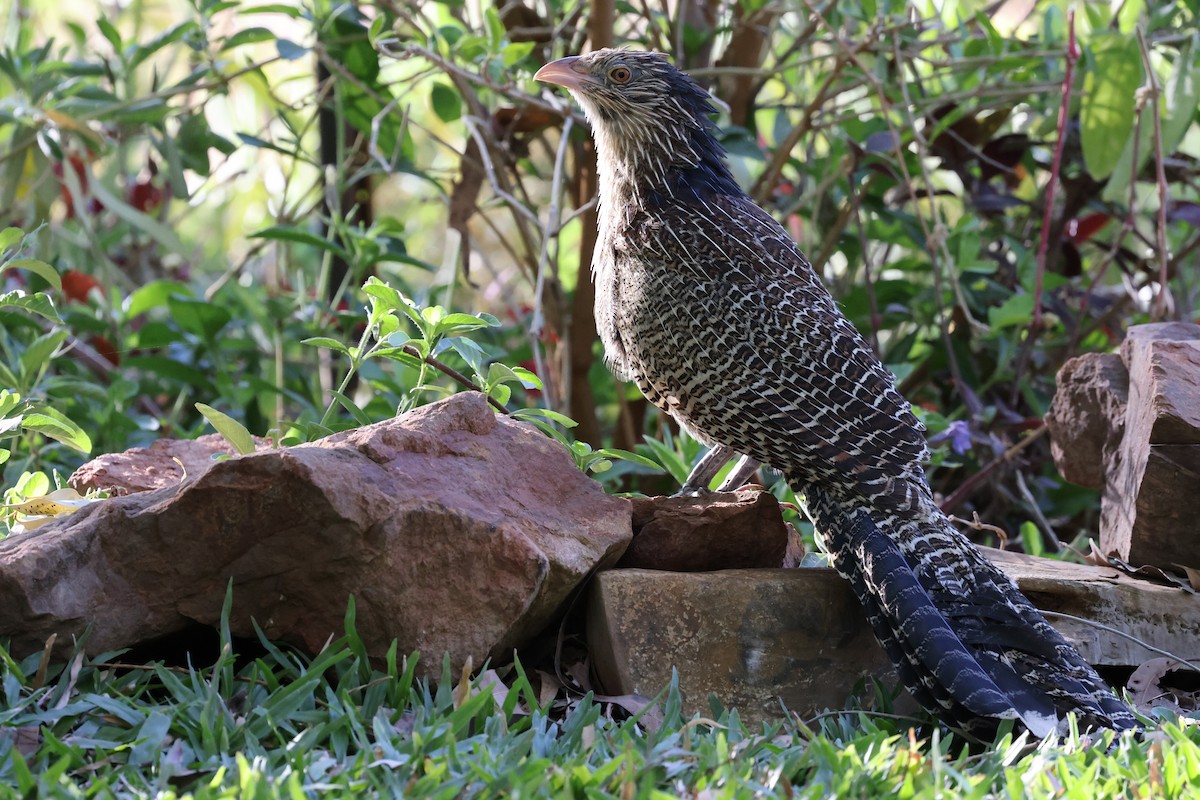 Pheasant Coucal (Pheasant) - Luke Enright