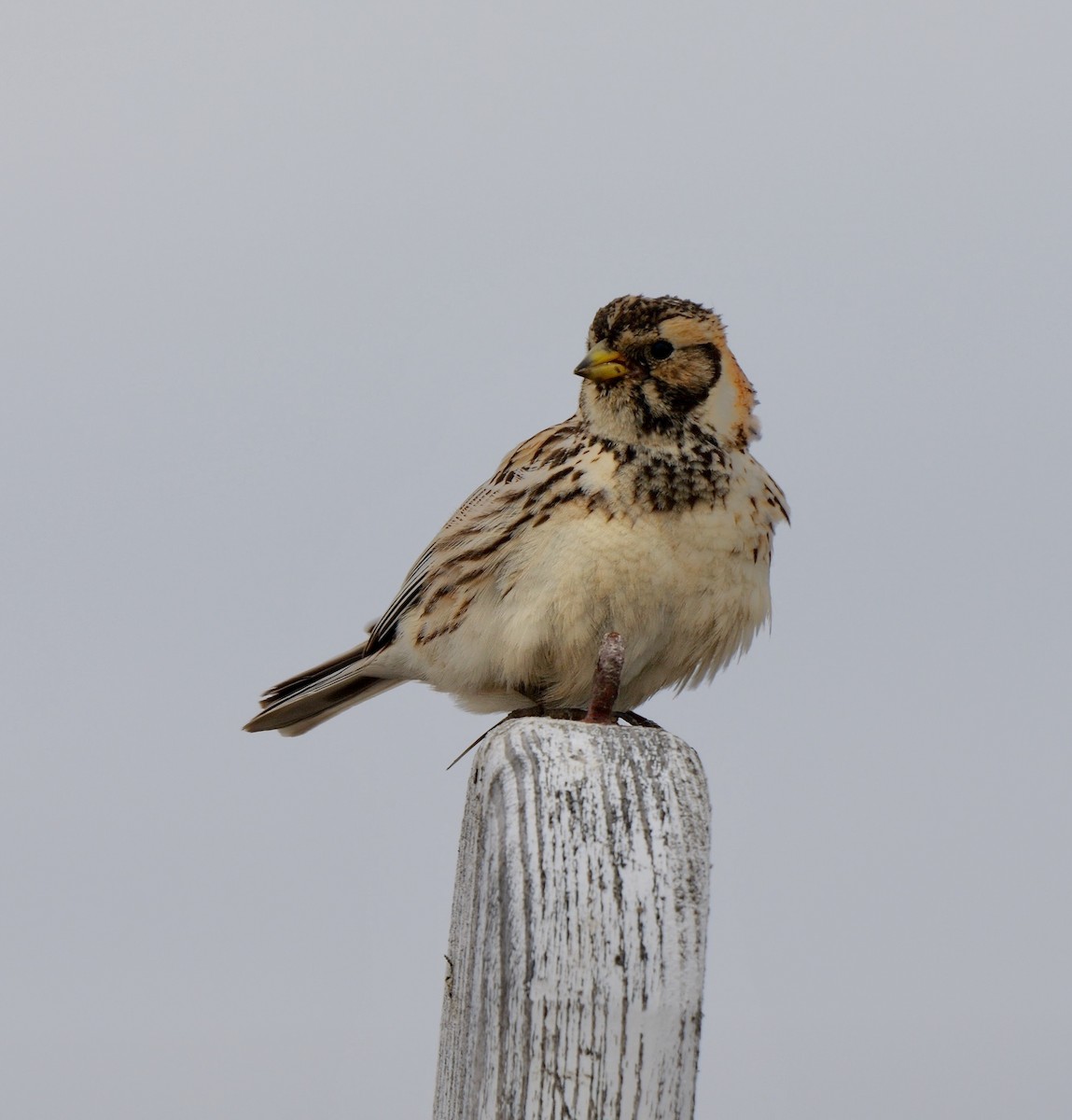 Lapland Longspur - ML609039899