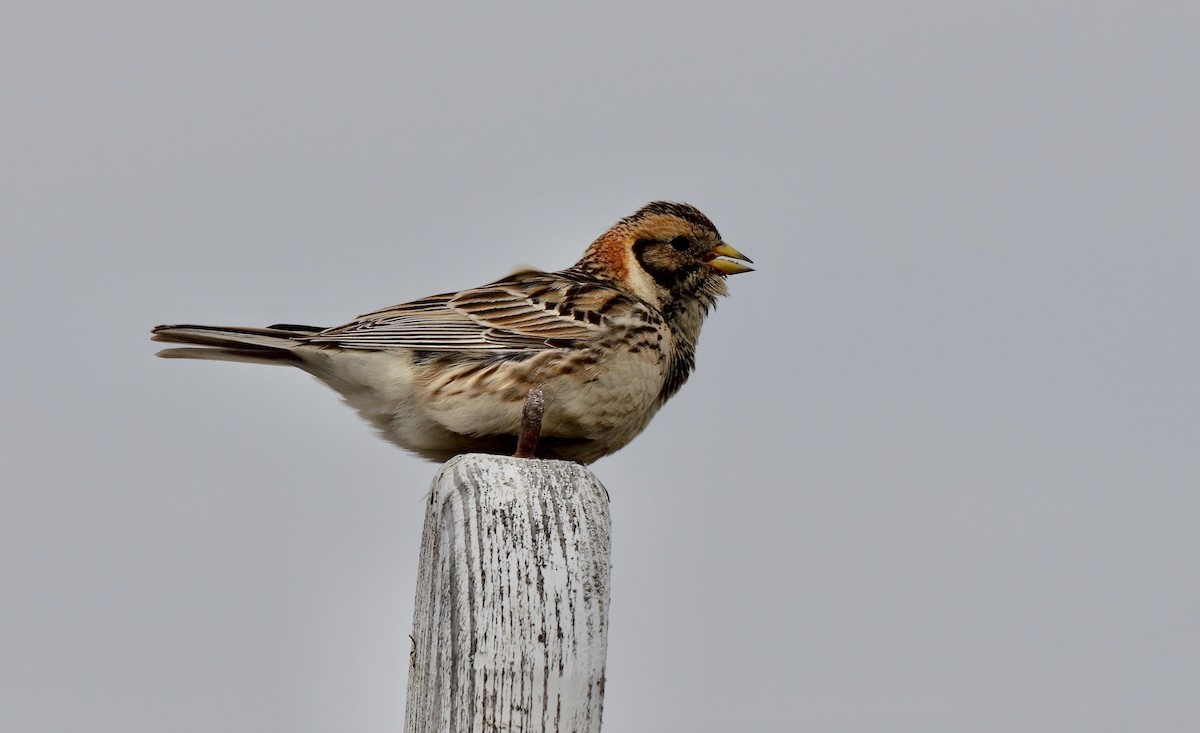 Lapland Longspur - ML609039900