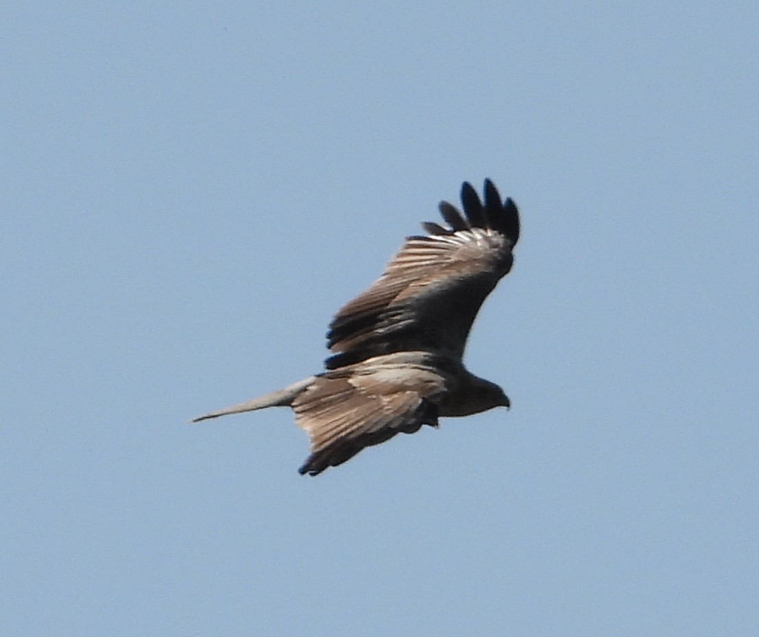 Whistling Kite - ML609039903