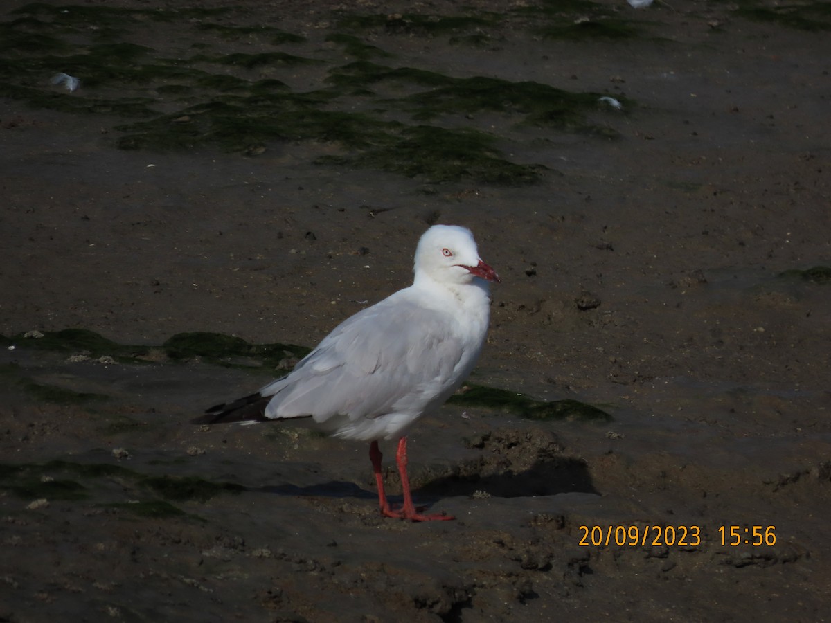 Silver Gull - ML609039906