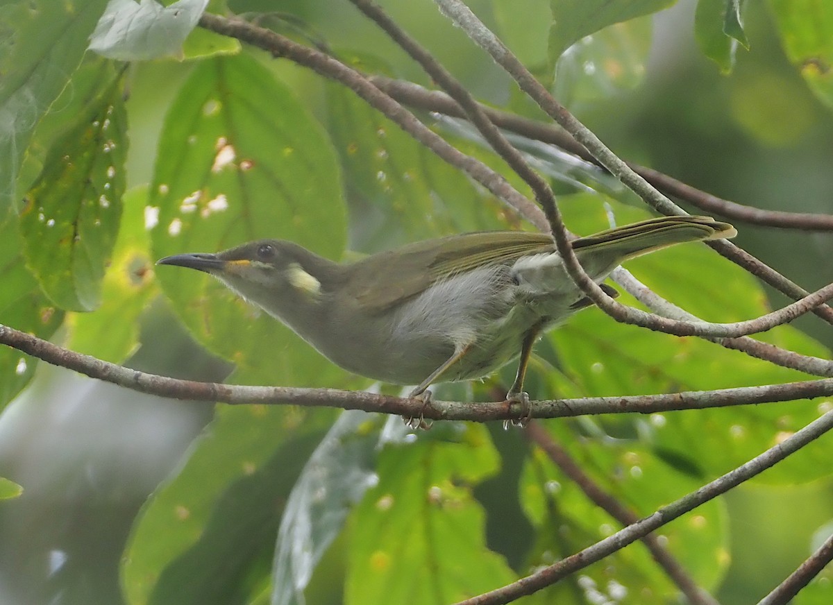 Yellow-gaped Honeyeater - ML609040067