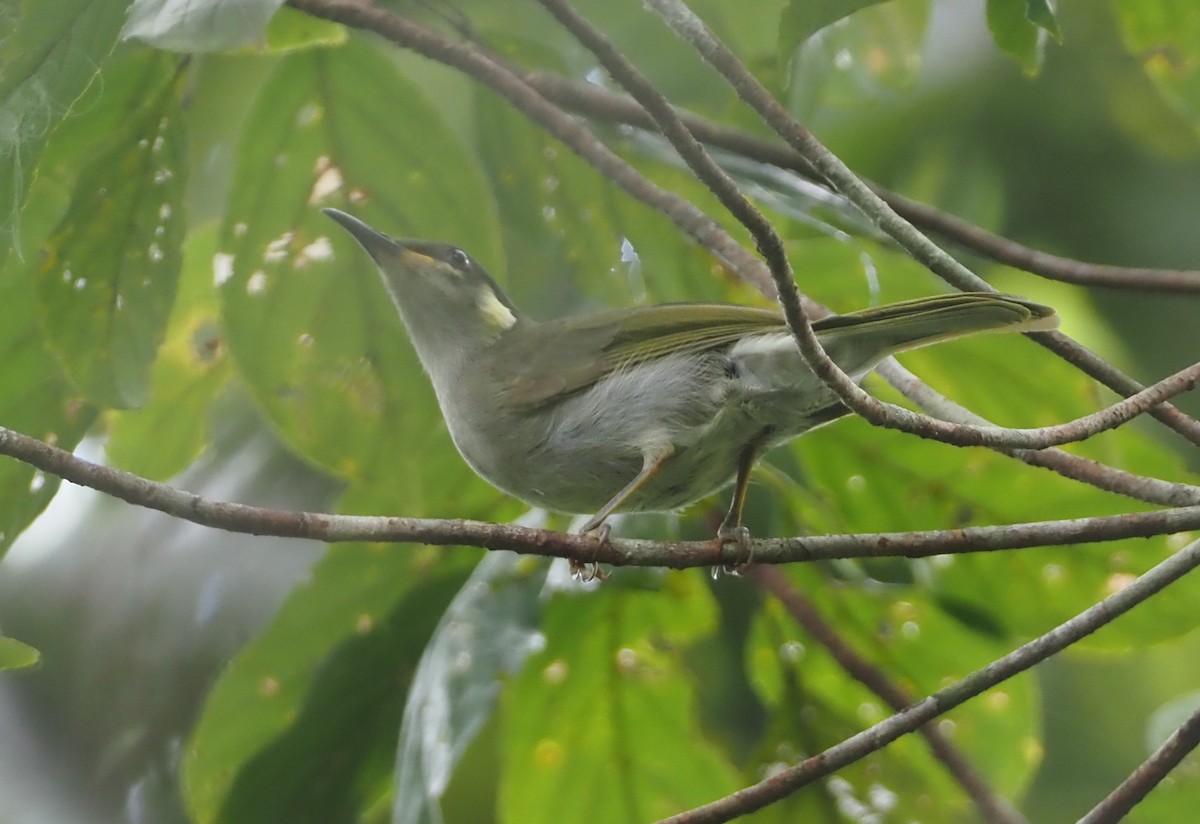 Yellow-gaped Honeyeater - ML609040089