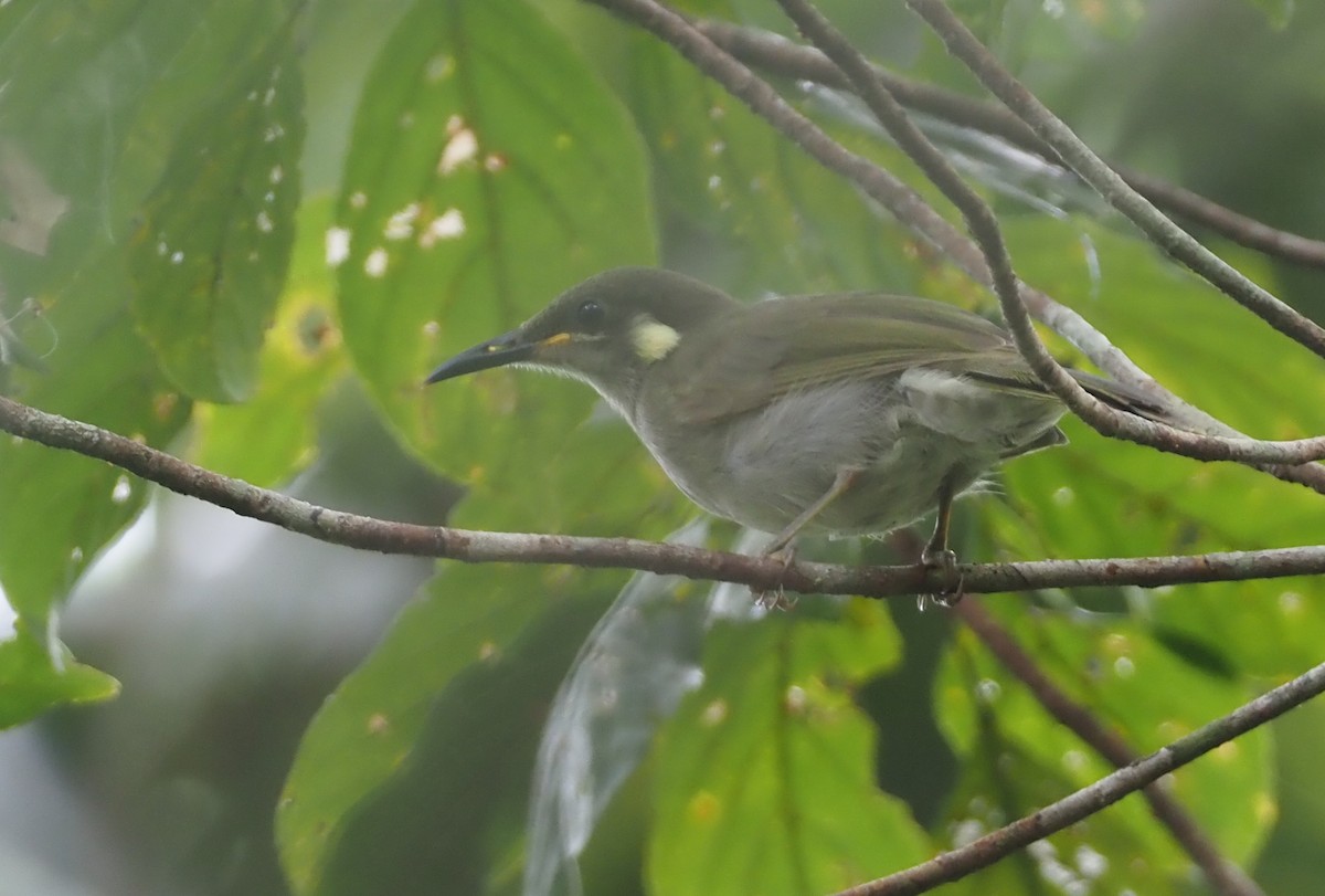 Yellow-gaped Honeyeater - Stephan Lorenz