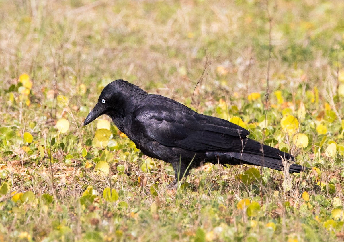 Torresian Crow - ML609040118