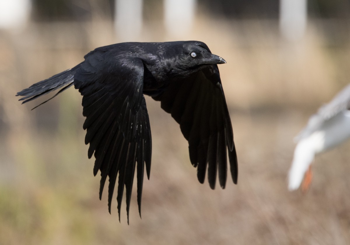Torresian Crow - ML609040121