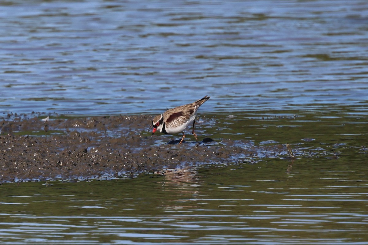 Black-fronted Dotterel - Dennis Devers