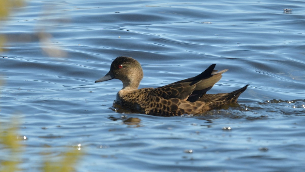 Chestnut Teal - Elaine Rose