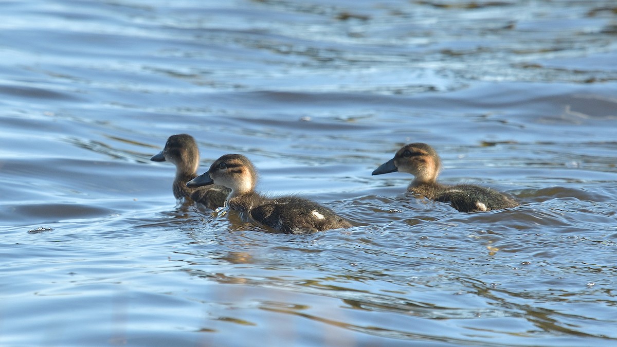 Chestnut Teal - ML609040269