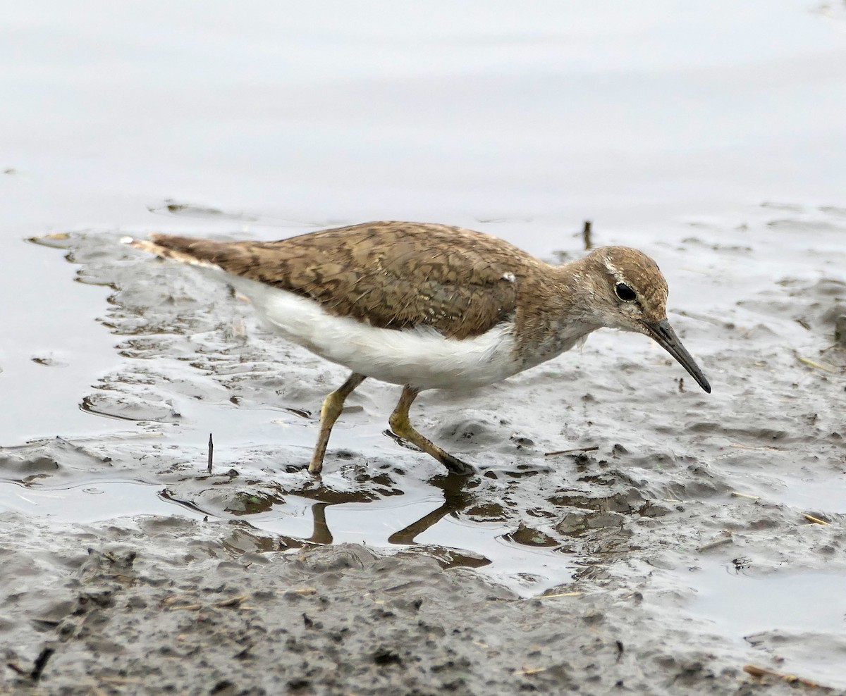 Common Sandpiper - ML609040296