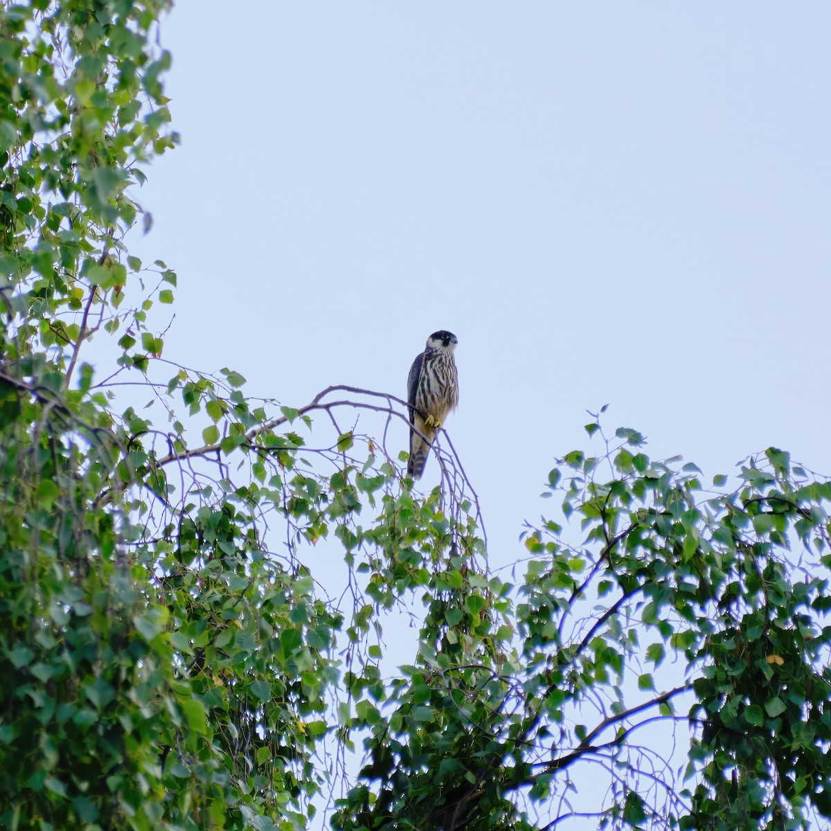 Eurasian Hobby - ML609040370