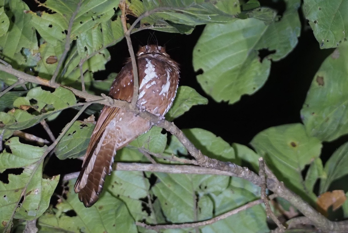 Starry Owlet-nightjar - ML609040429