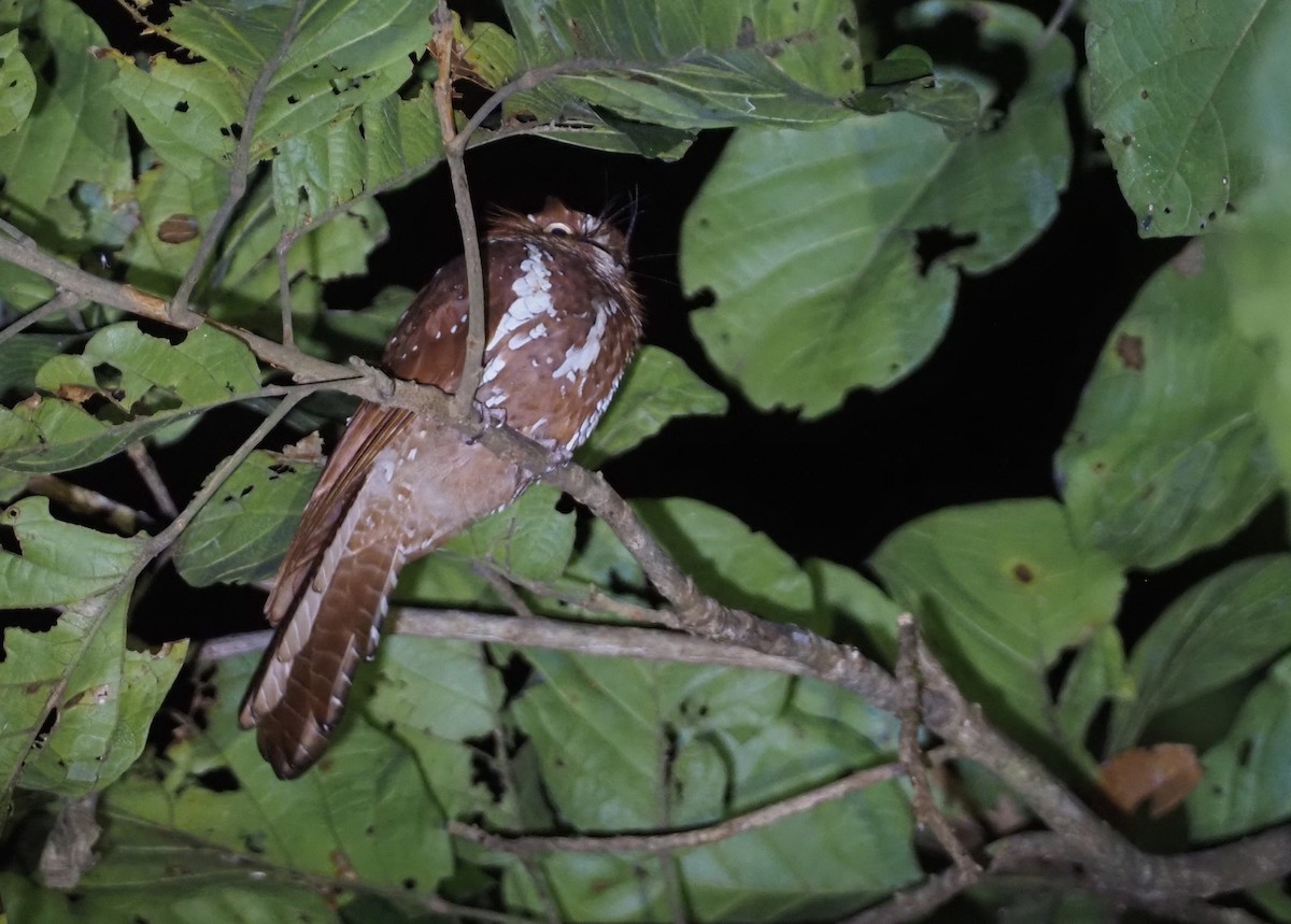 Starry Owlet-nightjar - ML609040437